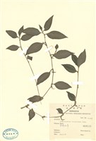 藏品(紫鴨拓草)的圖片